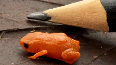 Sapo menor que a ponta de lápis é descoberto em montanha na divisa com o Paraná