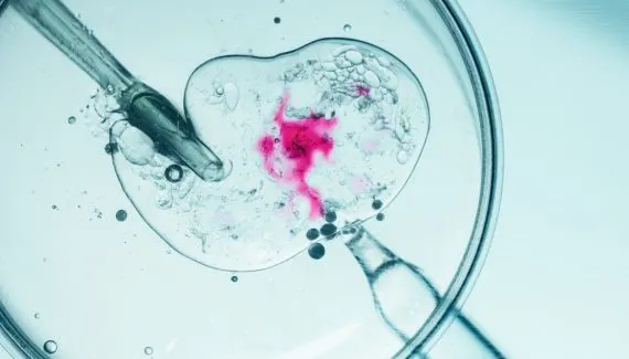 Fertilização in Vitro: 8 informações essenciais para entender o tratamento