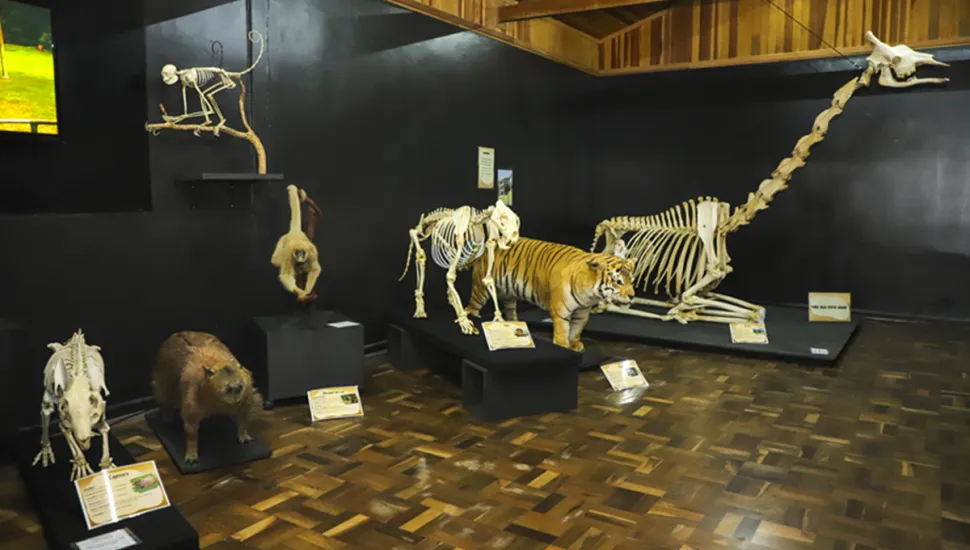 Esqueleto da girafa Pandinha vai fazer de exposição em museu de Curitiba