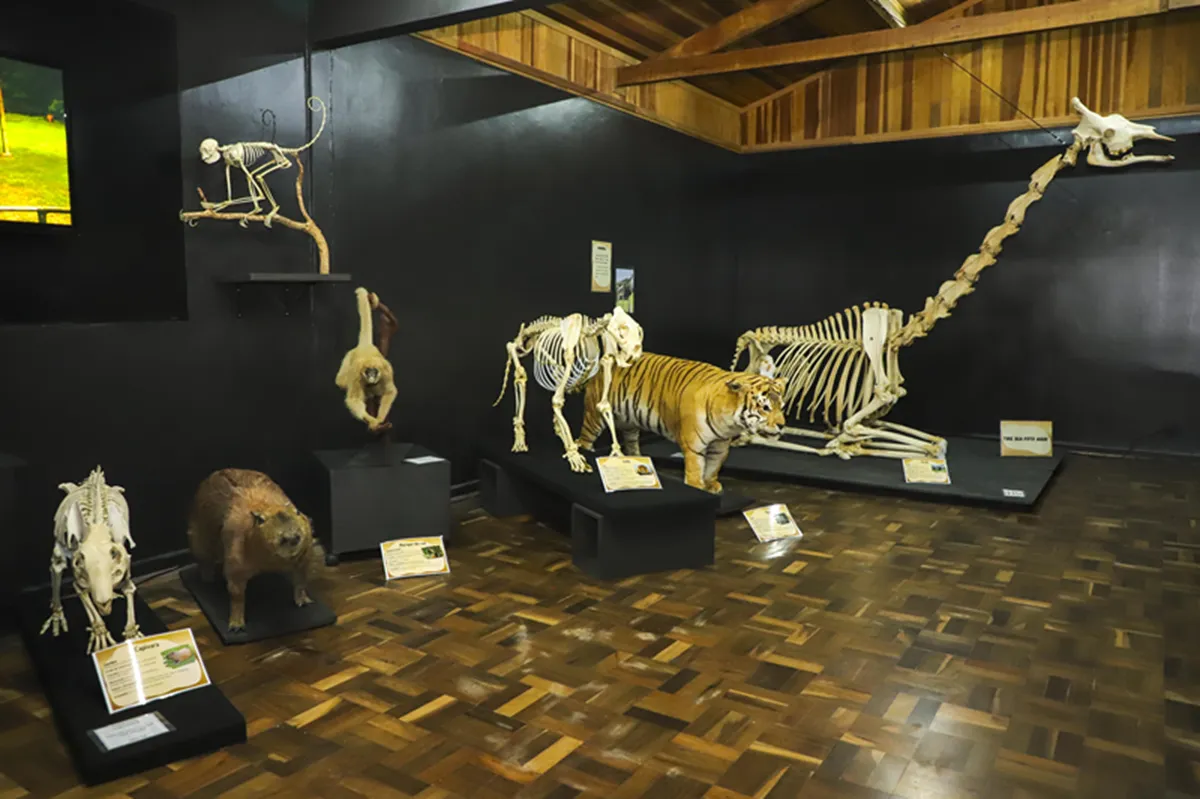 Esqueleto da girafa Pandinha vai fazer de exposição em museu de Curitiba