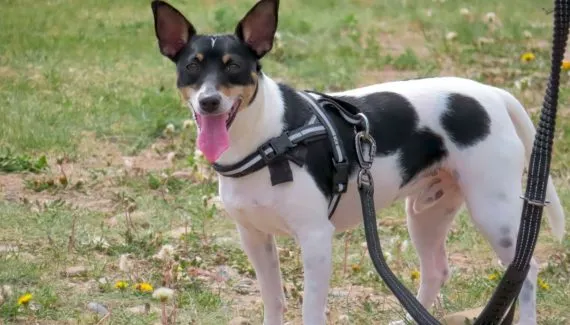 Coleira não é tudo igual: veja como escolher o modelo ideal