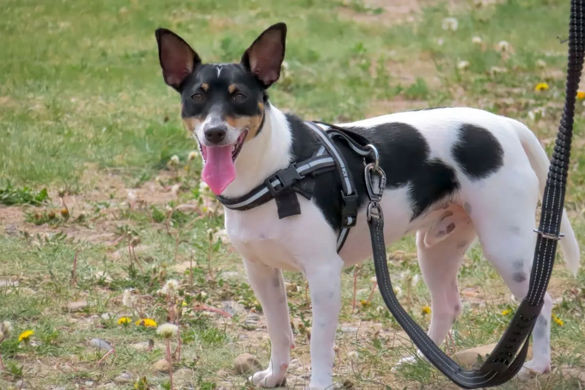 Coleira não é tudo igual: veja como escolher o modelo ideal