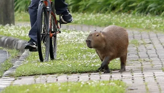 Capivara é capturada dando um “rolê” pelo Centro de Curitiba