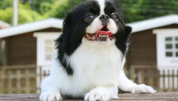 4 características do cachorro da raça spaniel japonês 