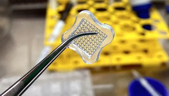 Laboratório de Curitiba faz pele humana artificial para substituir testes em animais