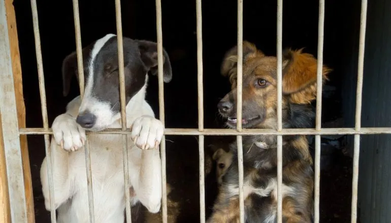 Projeto propõe benefícios a protetores de animais em Curitiba