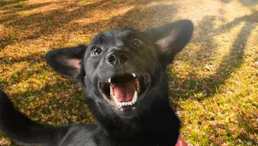 Marca do Paraná lança tintas inspiradas em “vira-latas”