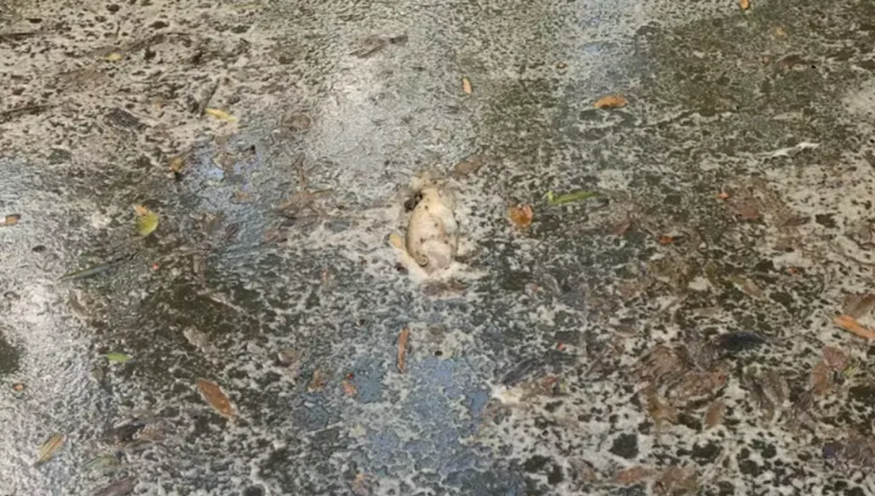 peixes são encontrados mortos em Morretes