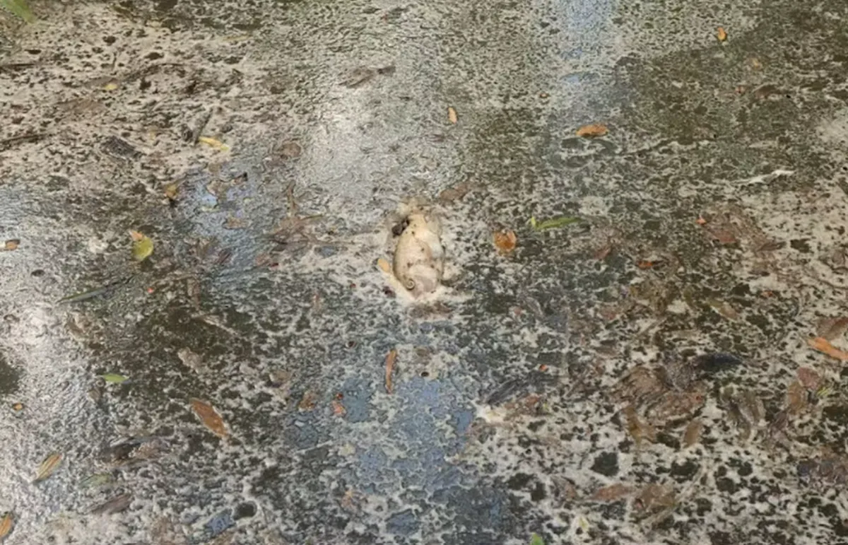 peixes são encontrados mortos em Morretes