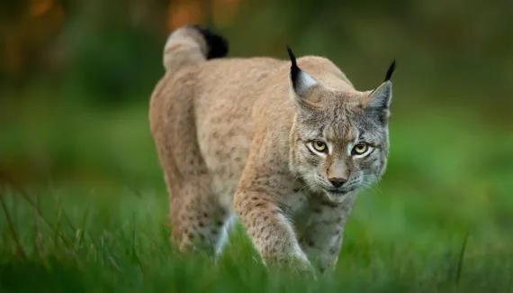 Lince: conheça esse felino com comportamentos surpreendentes 