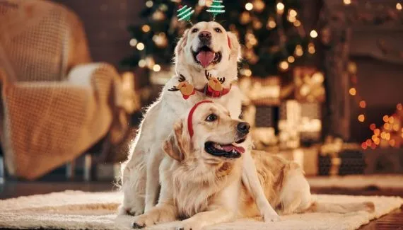 10 dicas para incluir o pet nas celebrações de Natal em família 