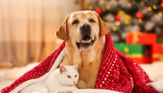 O que dar de Natal para seu pet? Veja 10 ideias criativas para cães e gatos