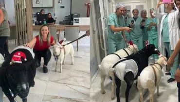 ovelhas fazem visita em hospital de curitiba