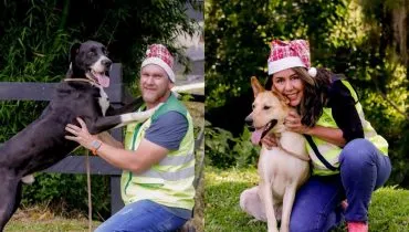 cães resgatados em rodovias do Paraná estão disponíveis para adoção