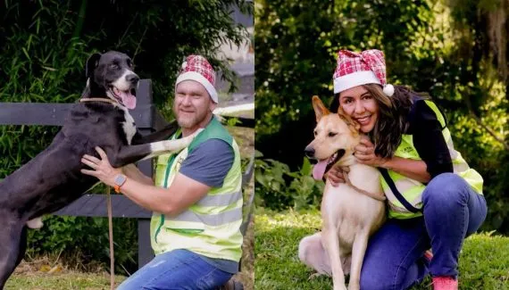 Cães resgatados nas rodovias ganham campanha de Natal para adoção