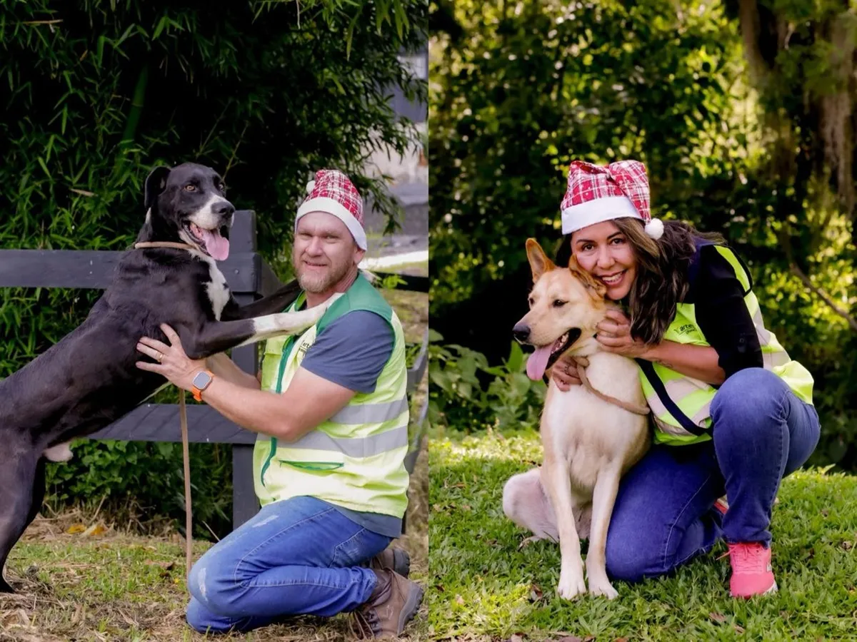 cães resgatados em rodovias do Paraná estão disponíveis para adoção