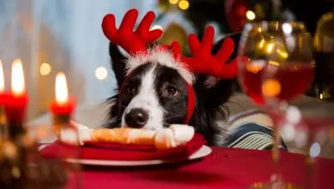 Tóxico para cachorro: 12 comidas de Natal e Ano-Novo perigosas