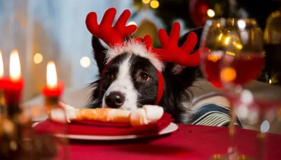 Tóxico para cachorro: 12 comidas de Natal e Ano-Novo perigosas
