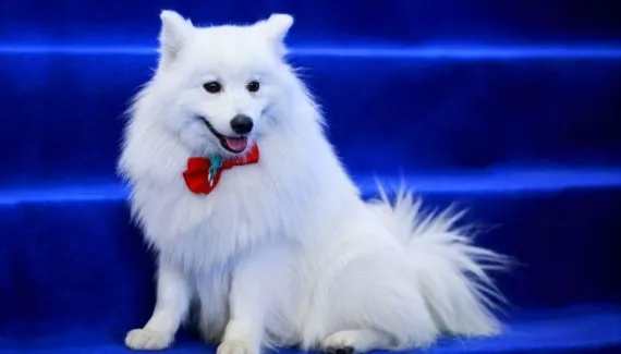 4 características do cachorro da raça volpino italiano 