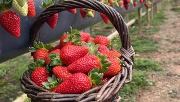 Rota Turística do Morango integra agricultura e turismo e amplia renda nas propriedades rurais do Paraná