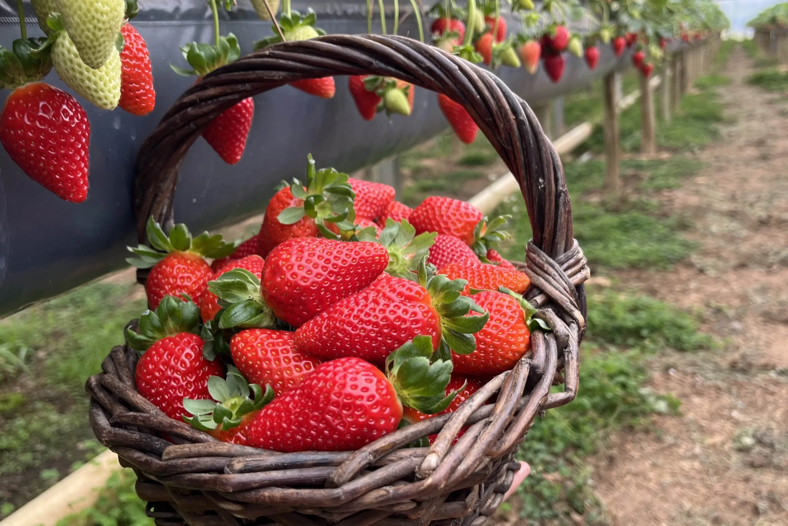 Rota Turística do Morango integra agricultura e turismo e amplia renda nas propriedades rurais do Paraná