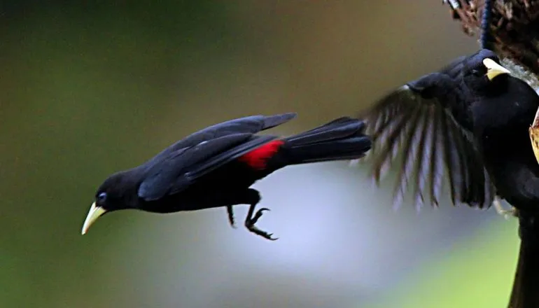 Imagem mostra uma ave Guaxe em voo.