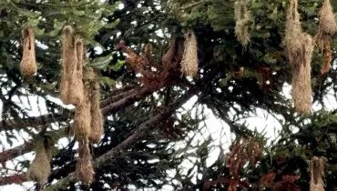 Imagem mostra um "condomínio" de ninhos de Guaxes em Curitiba.