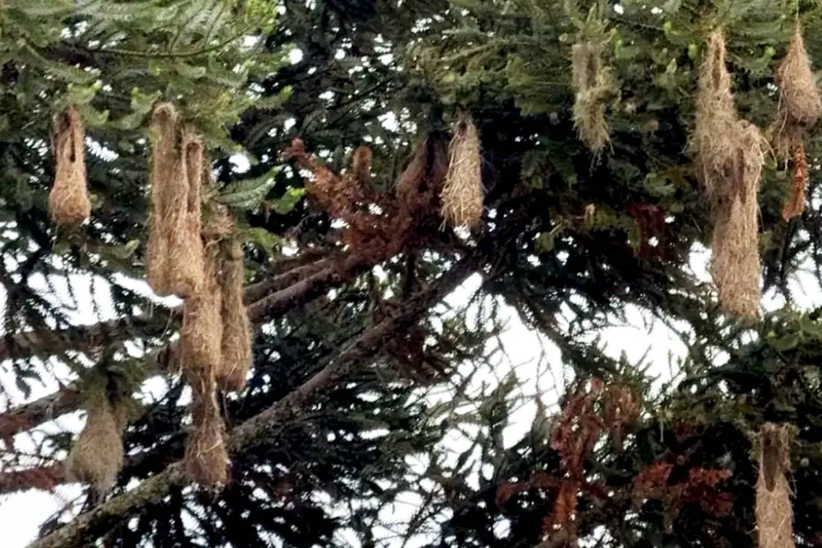Imagem mostra um "condomínio" de ninhos de Guaxes em Curitiba.