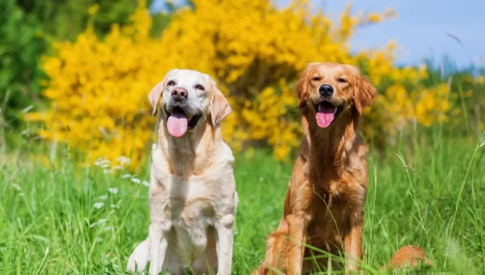 Além de serem conhecidos pela força, os cachorros de grande porte também se destacam pela lealdade e afeto ao tutor (Imagem: Christian Mueller | Shutterstock)