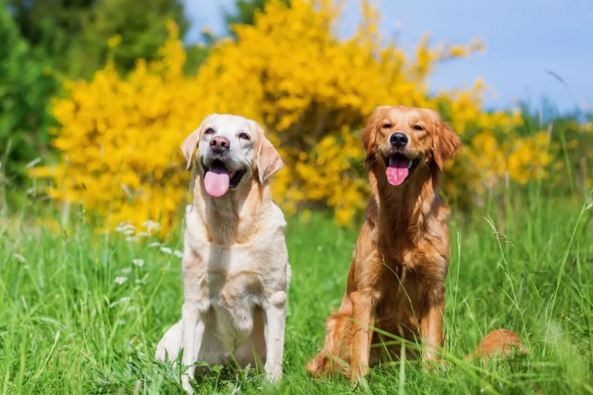 Além de serem conhecidos pela força, os cachorros de grande porte também se destacam pela lealdade e afeto ao tutor (Imagem: Christian Mueller | Shutterstock)