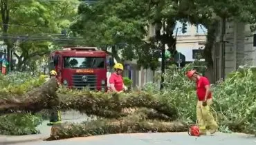 Imagem mostra uma árvore caída em uma rua de Curitiba.