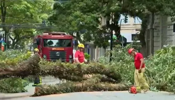 Árvore cai e bloqueia rua no Centro de Curitiba no primeiro dia do ano