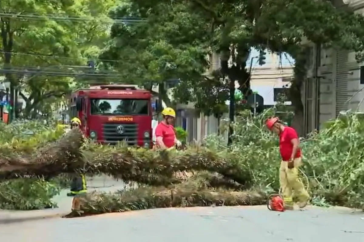 Imagem mostra uma árvore caída em uma rua de Curitiba.