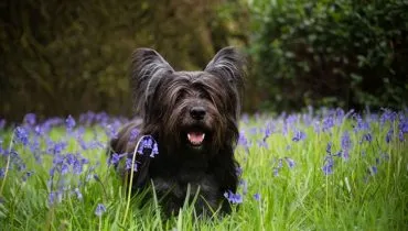 Conhecido pela elegância e lealdade, o cachorro da raça skye terrier necessita de cuidados específicos com a alimentação, a saúde e a socialização (Imagem: SophieJW | Shutterstock)