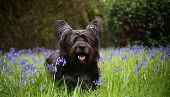 4 características do cachorro da raça skye terrier