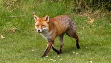 As raposas estão distribuídas por quase todo o planeta e se adaptam facilmente a diferentes ambientes (Imagem: Erni | Shutterstock)