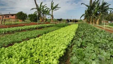 Censo inédito vai mapear perfil da agricultura orgânica no Paraná