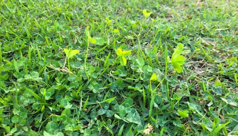 Imagem mostra um gramado cheio de trevos.