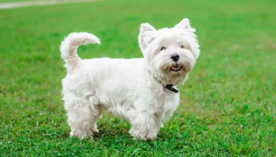 Dose de fofura: 7 raças de cachorro pequenas e brancas