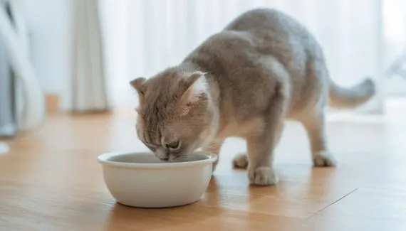 7 mitos comuns sobre alimentação para cães e gatos 