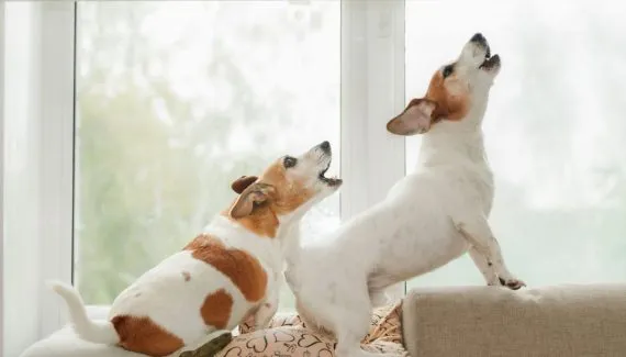 Seu cachorro gosta de latir? Veja 10 nomes perfeitos para ele 