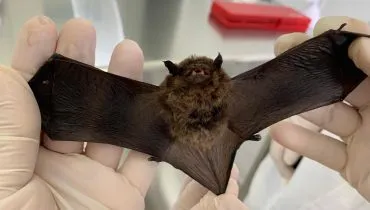 Morcegos invadem as cidades no Paraná: Sesa alerta população