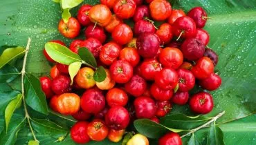 A acerola é uma excelente fonte de vitamina C (Imagem: Mr.Somchai Sukkasem | Shutterstock)