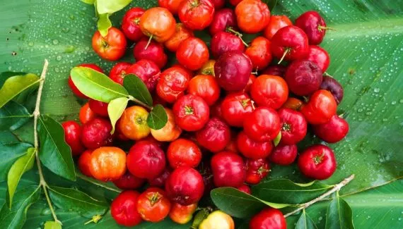 Acerola: conheça a superfruta tropical rica em vitamina C e fácil de cultivar no quintal