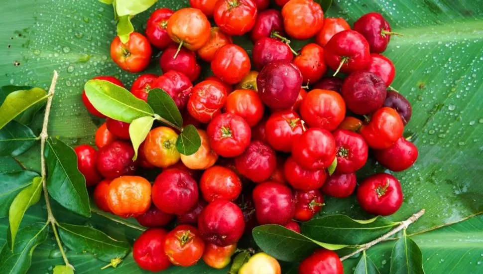 A acerola é uma excelente fonte de vitamina C (Imagem: Mr.Somchai Sukkasem | Shutterstock)