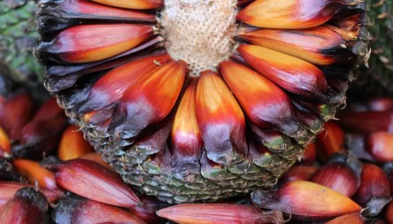 Paraná adia início da colheita e comercialização do pinhão em 2026