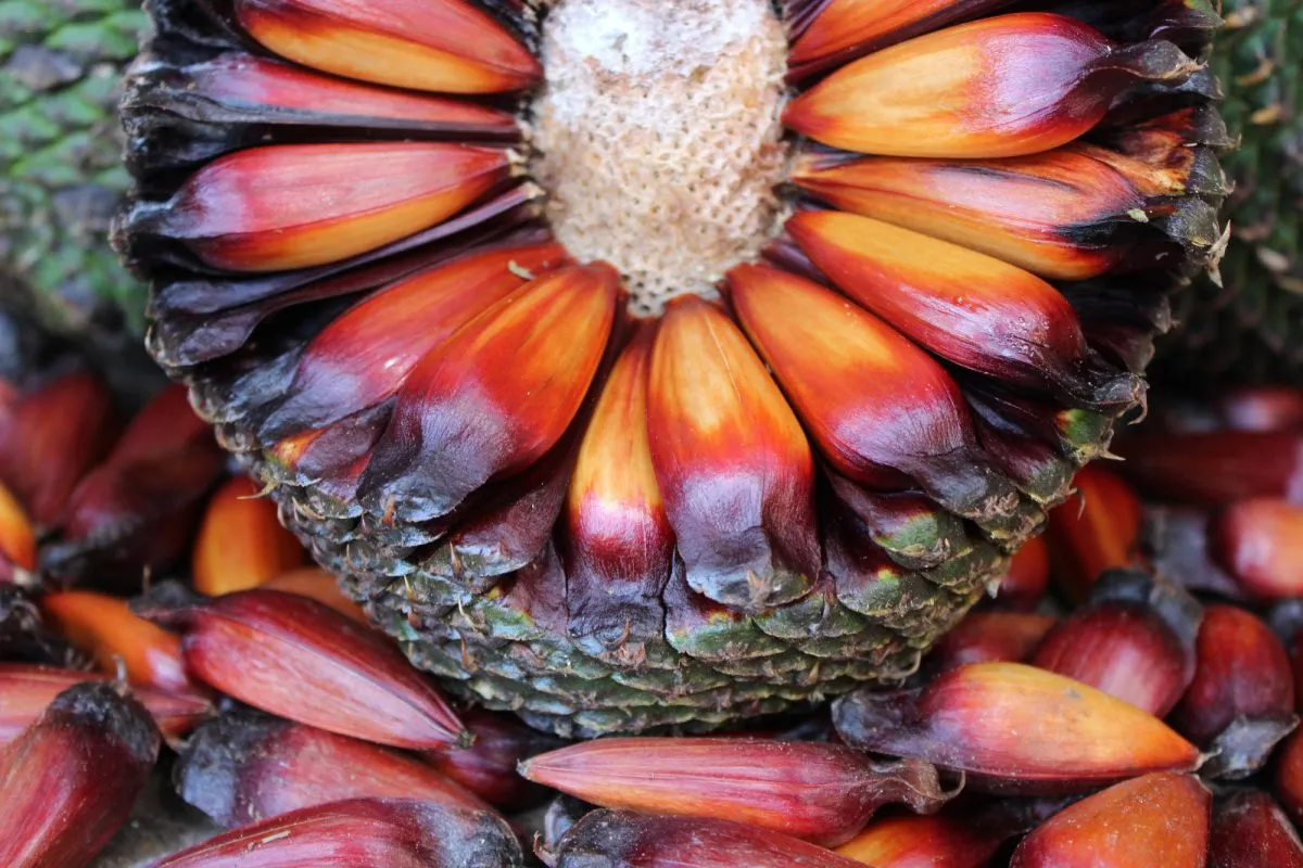 Imagem mostra pinha e pinhões caídos