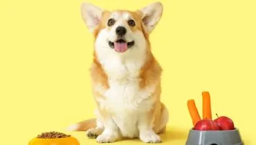 Alguns sabores costumam agradar ao paladar dos cachorros (Imagem: Pixel-Shot | Shutterstock)