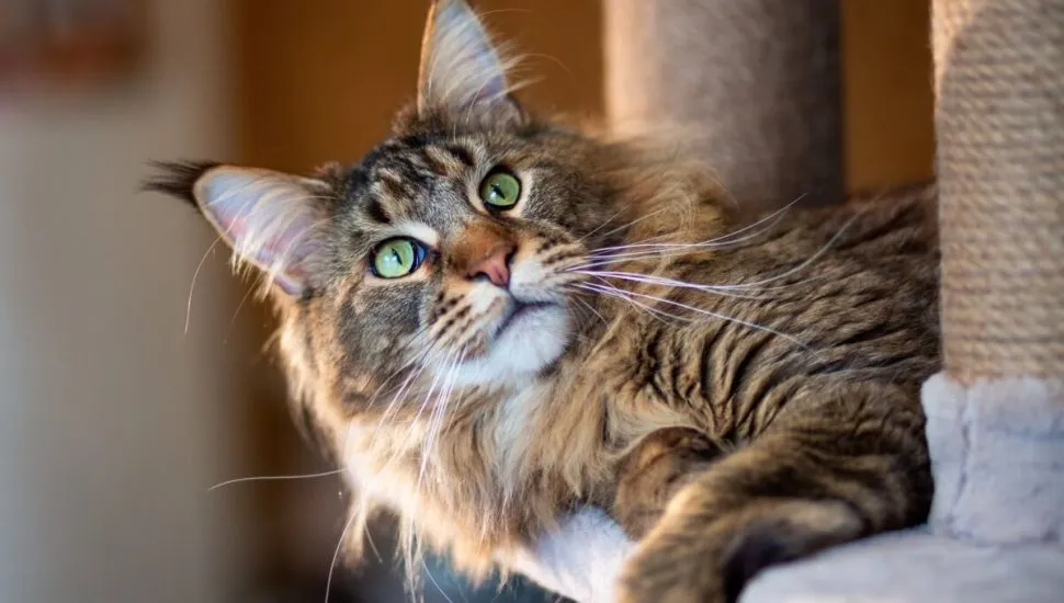 Algumas raças de gatos se destacam justamente pela curiosidade intensa (Imagem: photosbelkina | Shutterstock)