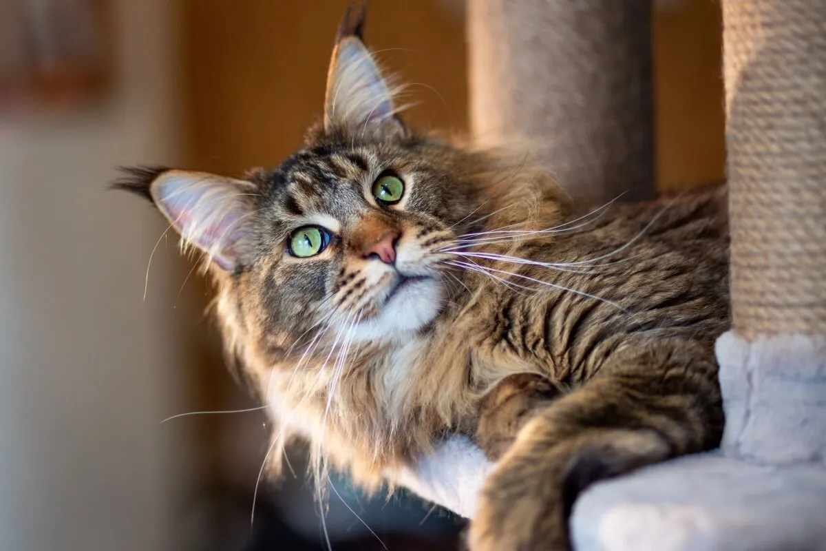 Algumas raças de gatos se destacam justamente pela curiosidade intensa (Imagem: photosbelkina | Shutterstock)